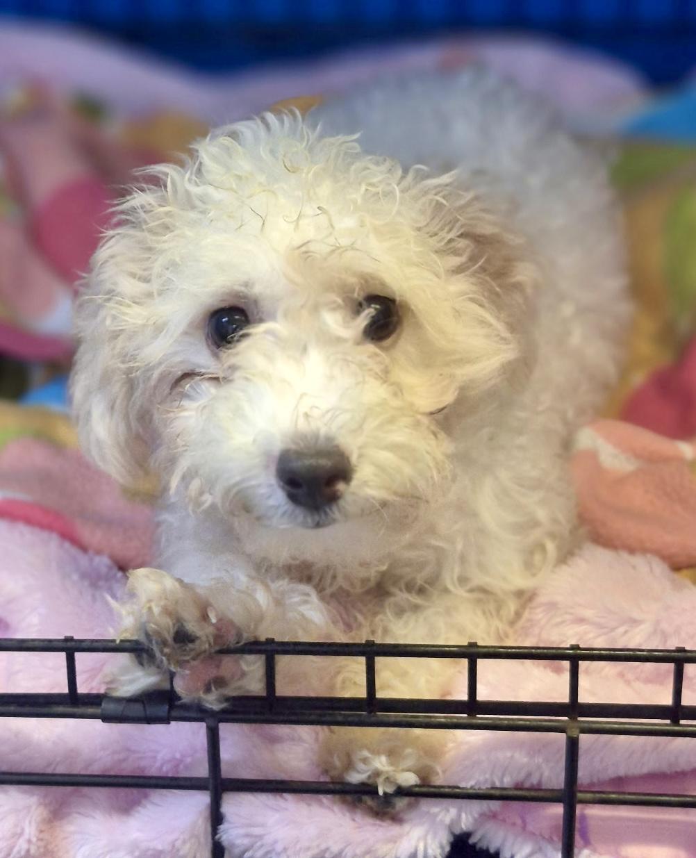 Enlarge Bella, a Adopted mixed breed in Los Angeles, CA image 4/4
