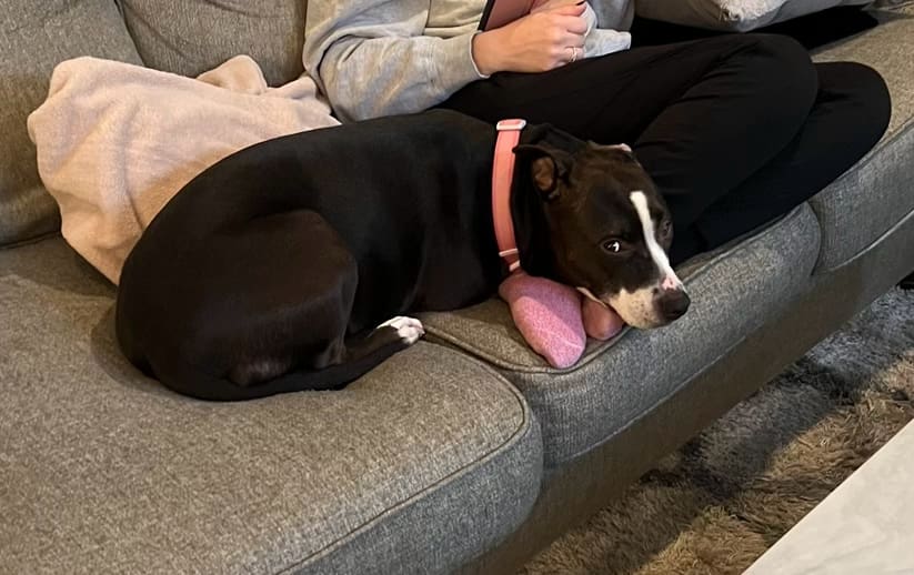 Enlarge Paloma, a Adoptable mixed breed in Indianapolis, IN image 7/9