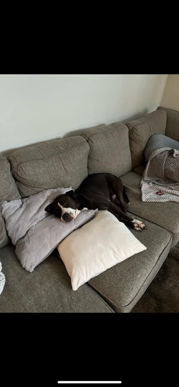 Paloma, a Adoptable mixed breed in Indianapolis, IN image 5/9