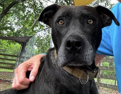 08044B Gran Adoption Ambassador, Adoptable, Young Female Terrier & Mixed Breed.