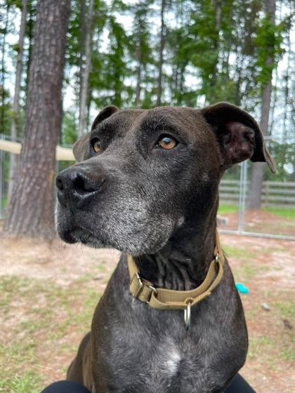 Enlarge 08044B Gran Adoption Ambassador, a Adoptable mixed breed in North Charleston, SC image 2/3