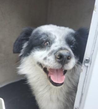 Gucci, ADORABLE!, a Adopted mixed breed in Mississauga, ON image 4/6