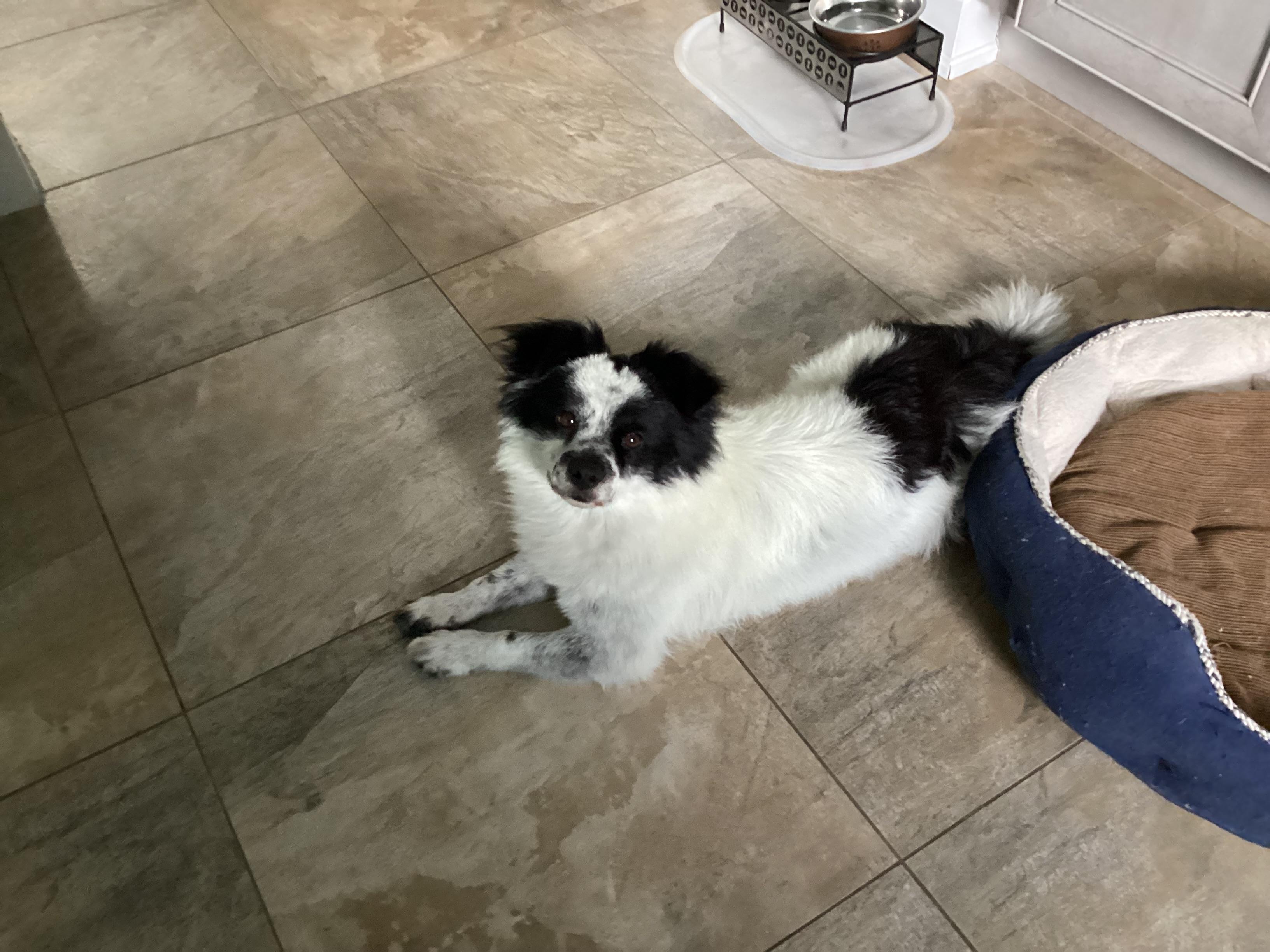 Gucci, ADORABLE!, a Adopted mixed breed in Mississauga, ON image 1/6