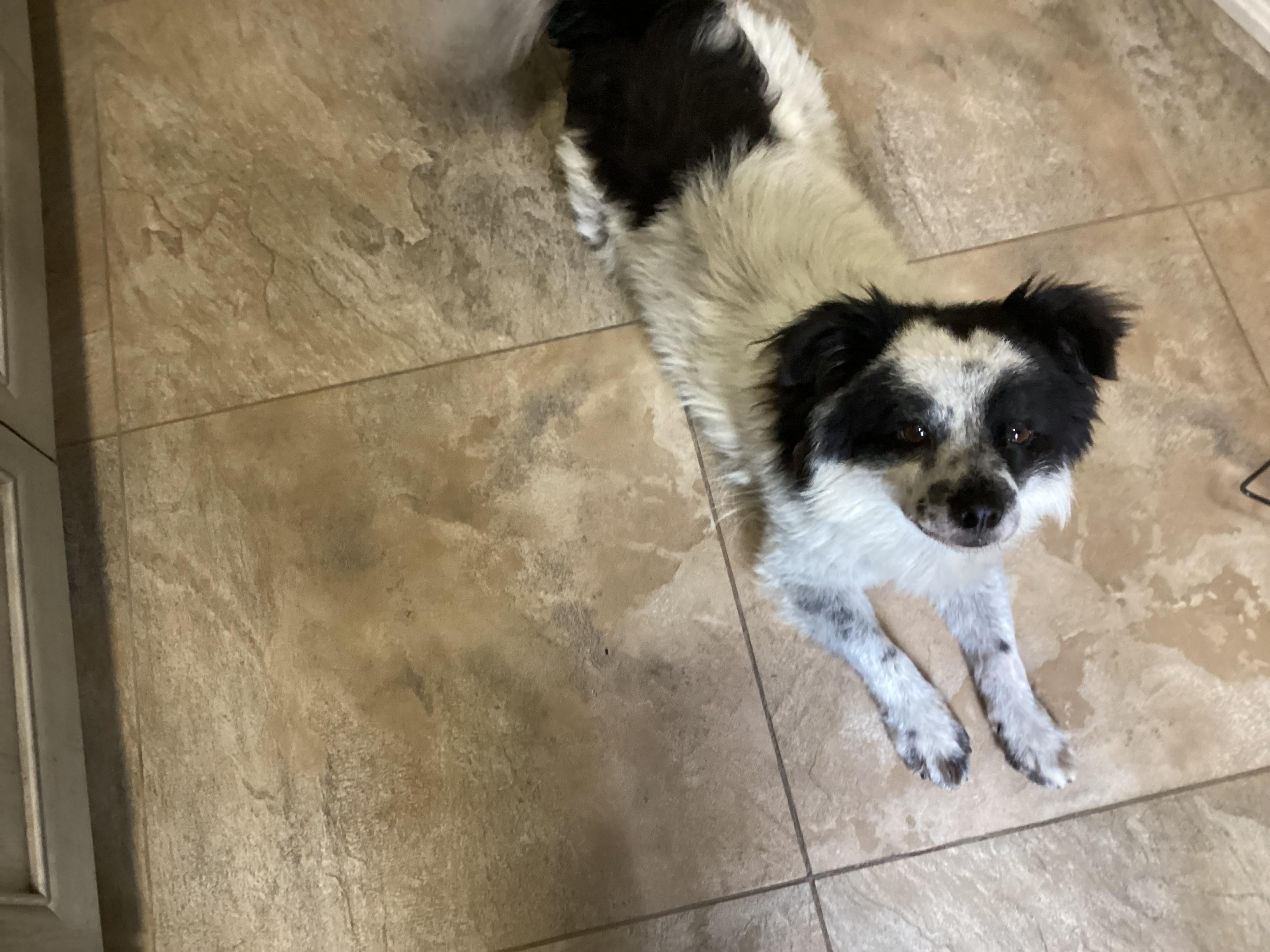 Gucci, ADORABLE!, a Adopted mixed breed in Mississauga, ON image 2/6