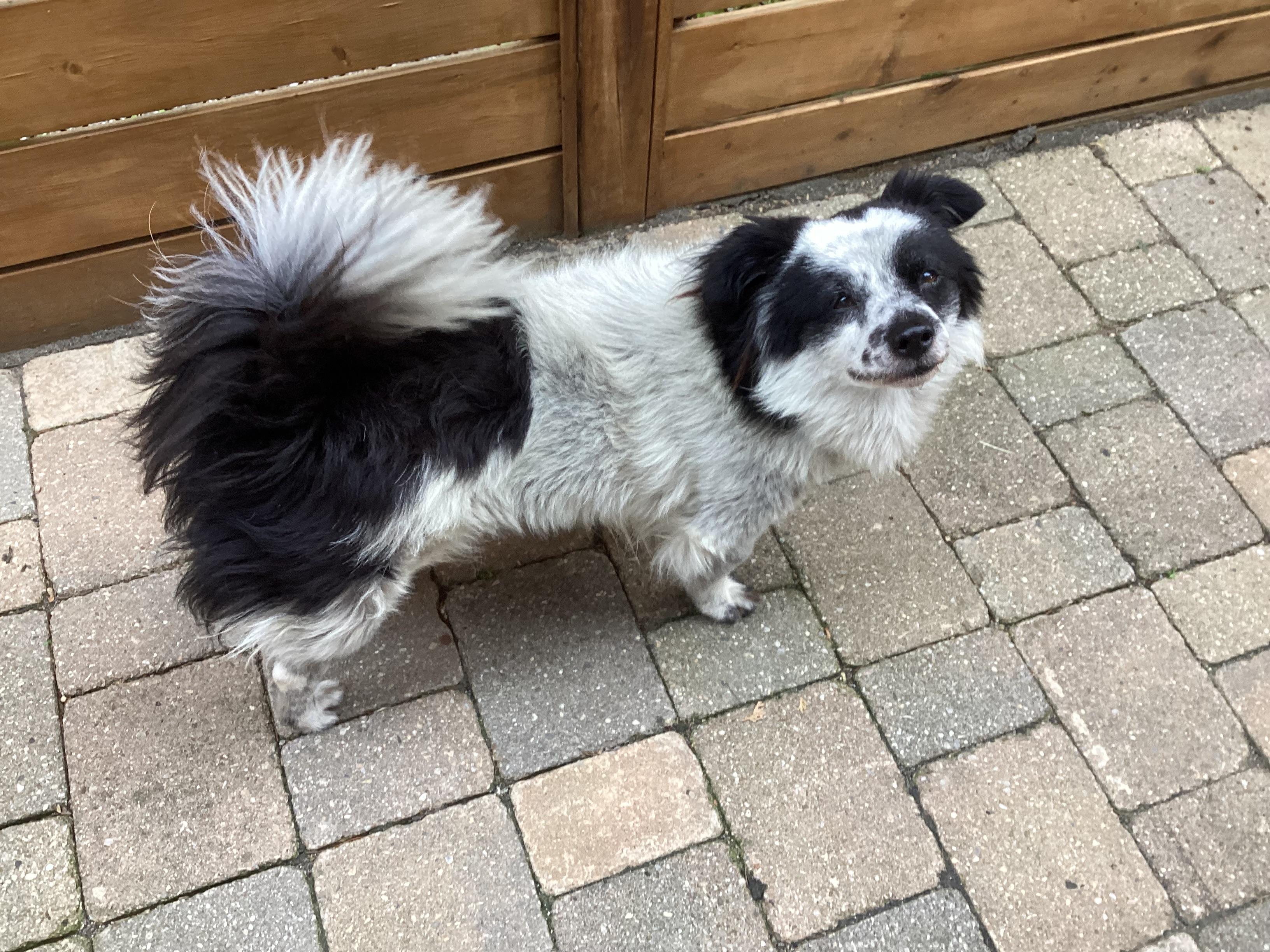 Gucci, ADORABLE!, a Adopted mixed breed in Mississauga, ON image 3/6