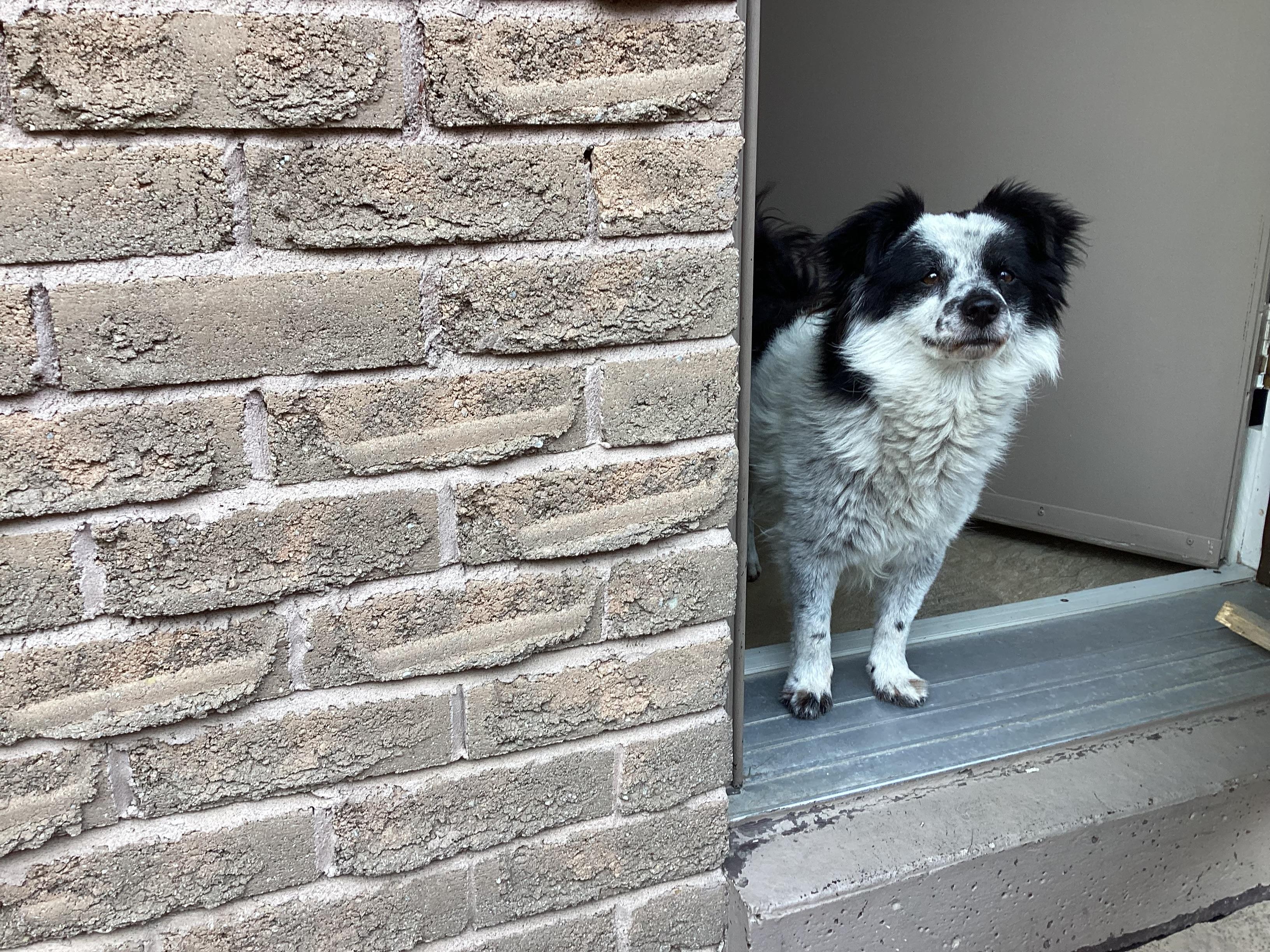 Gucci, ADORABLE!, a Adopted mixed breed in Mississauga, ON image 6/6