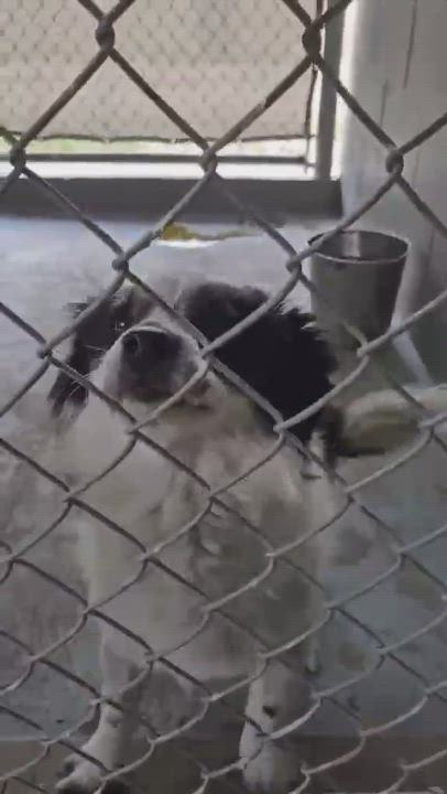 Enlarge Gucci, ADORABLE!, a Adopted mixed breed in Mississauga, ON video 5/6