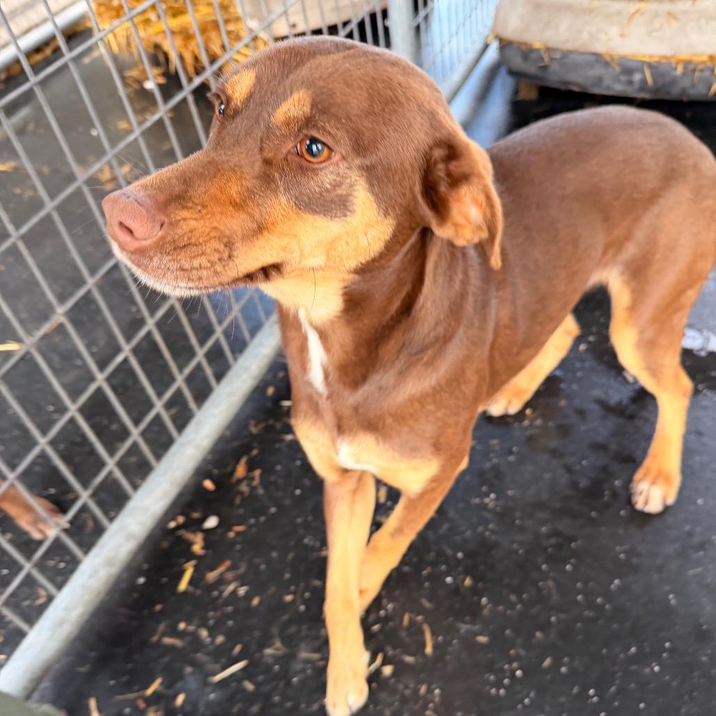 Lola, Adoptable, Young Female Mixed Breed.