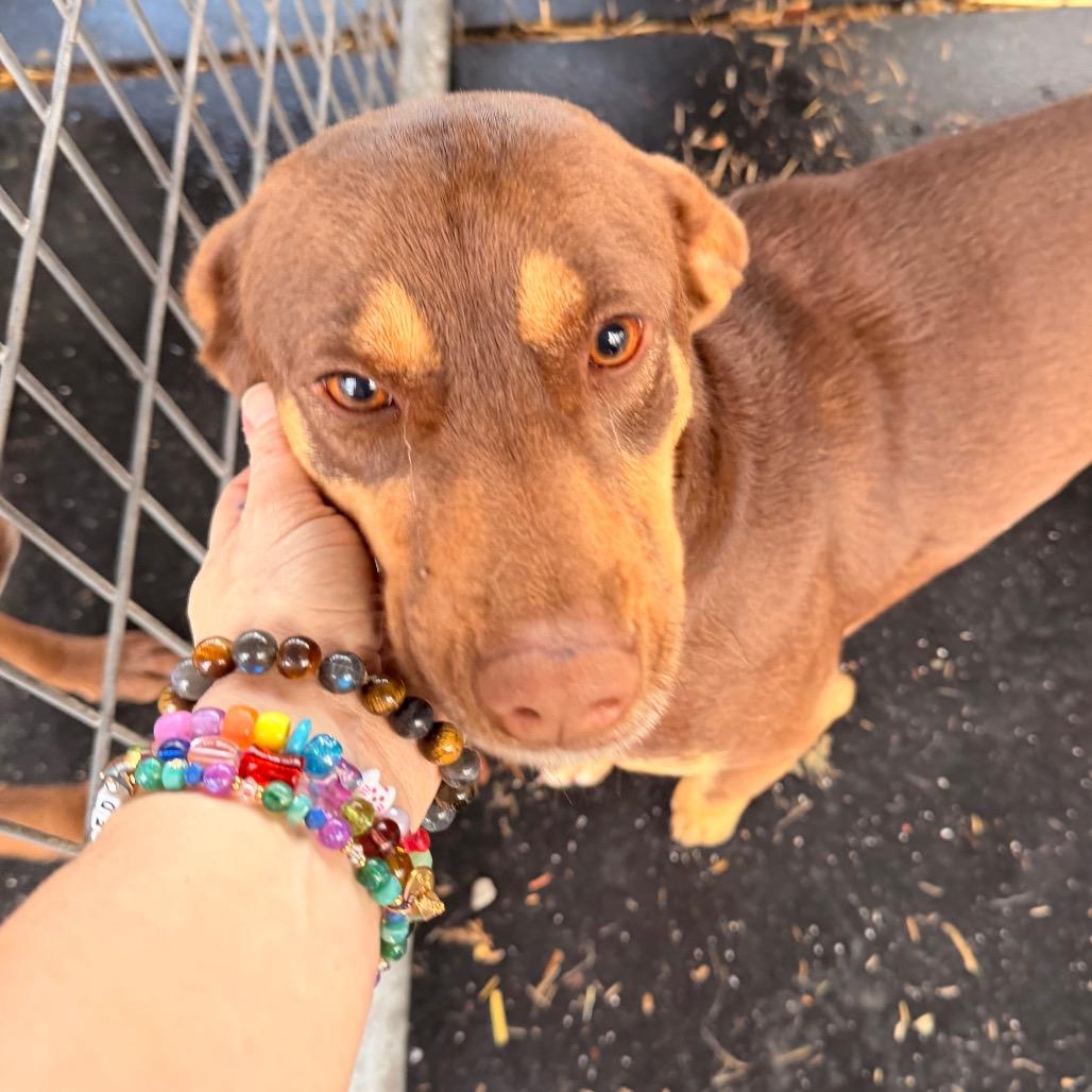 Lola — thumbnail 3