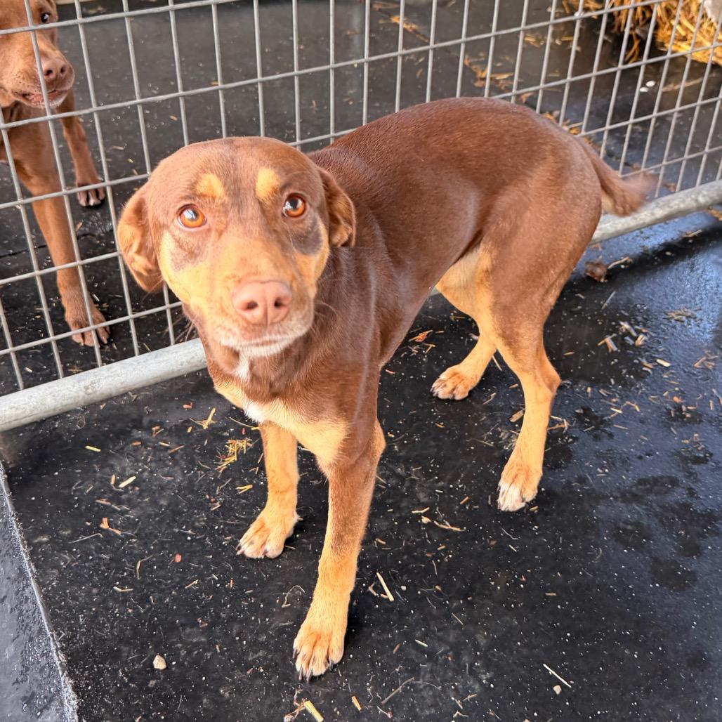 Lola — thumbnail 4