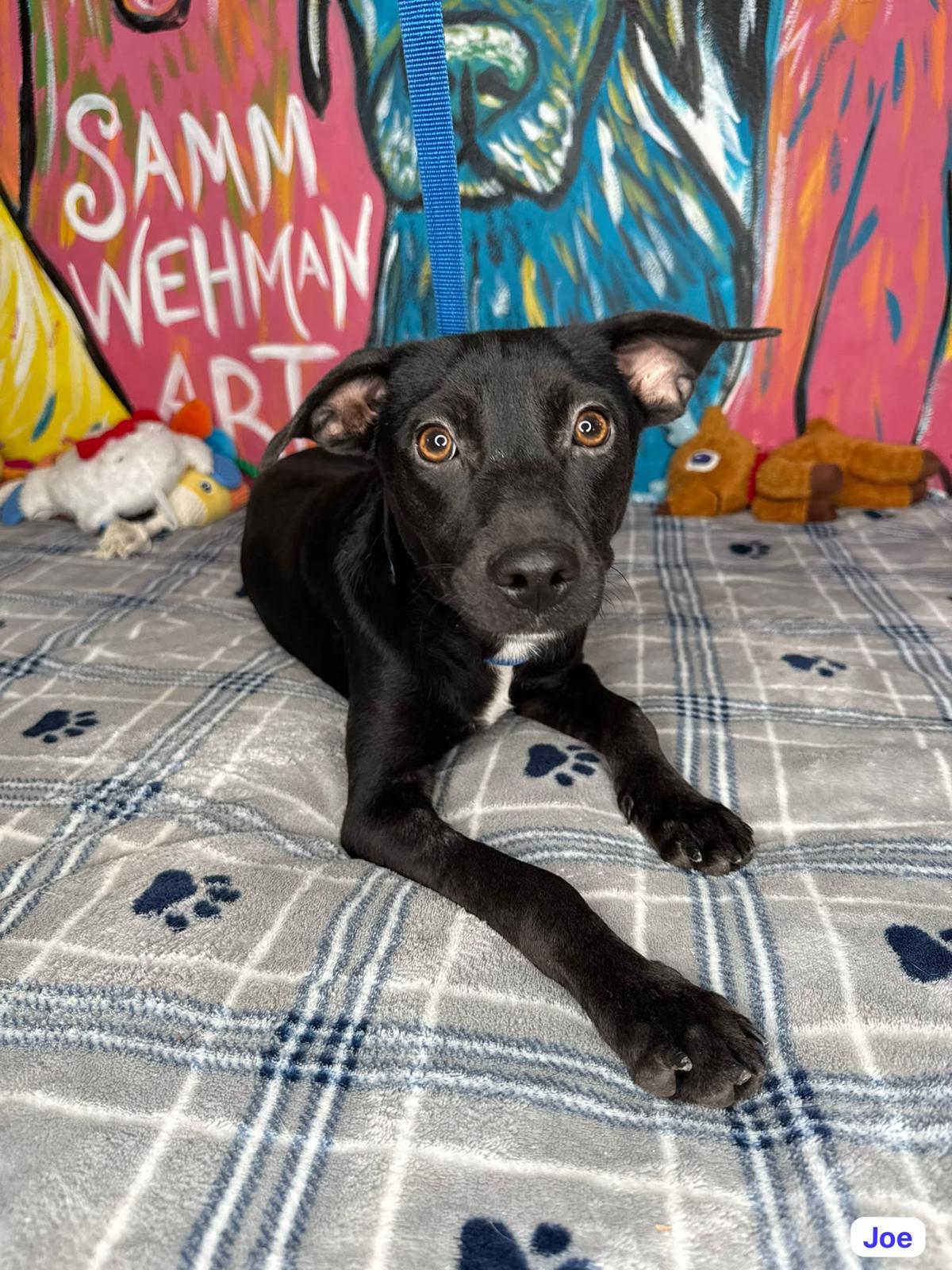 Joe, ADOPTABLE, Young Male Labrador Retriever.