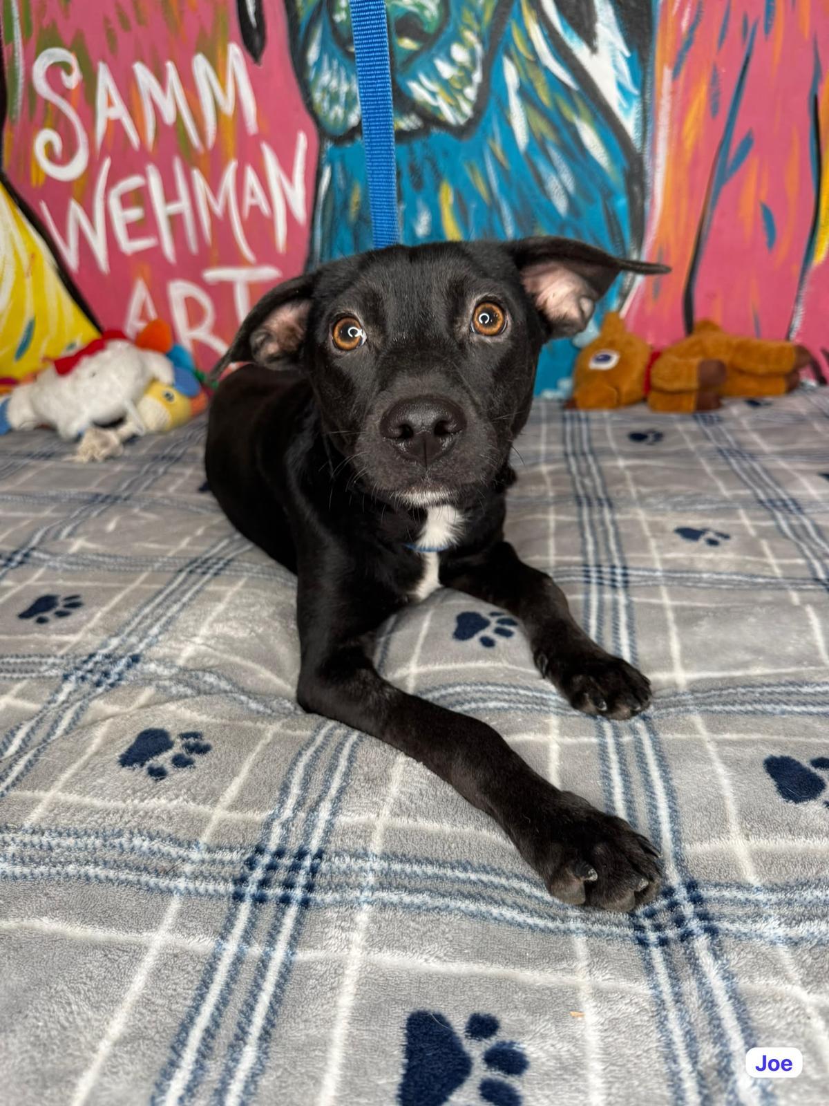 Enlarge Joe, a ADOPTABLE mixed breed in Elwood, NJ image 2/2