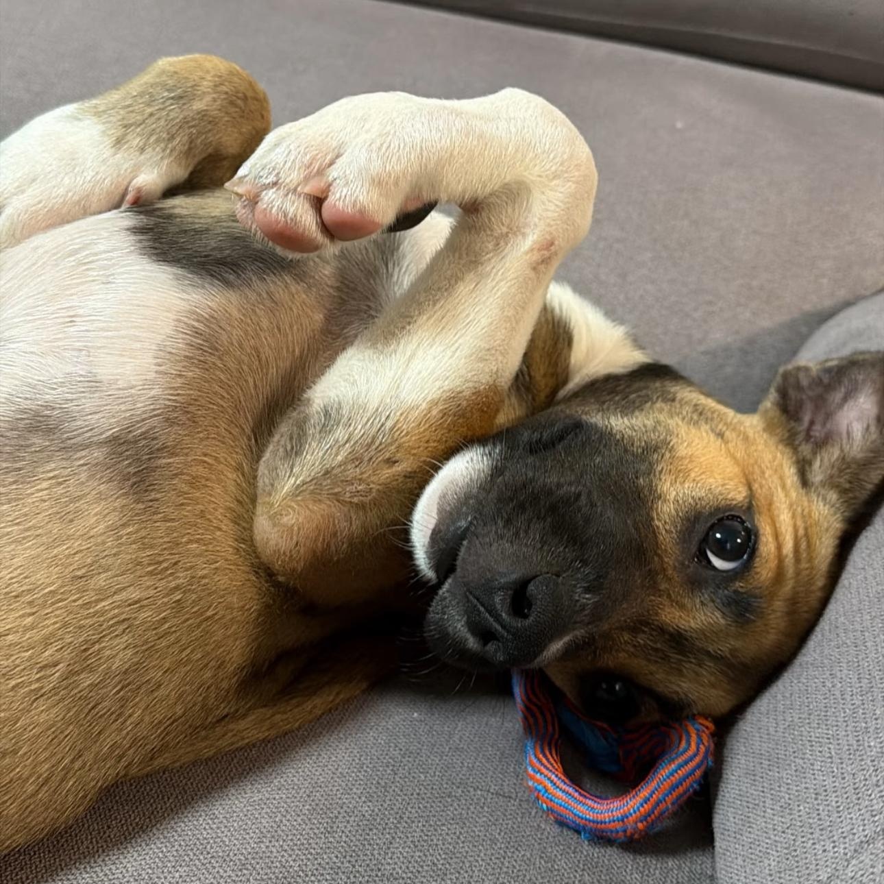 Lolo, ADOPTABLE, Puppy Male Mixed Breed.