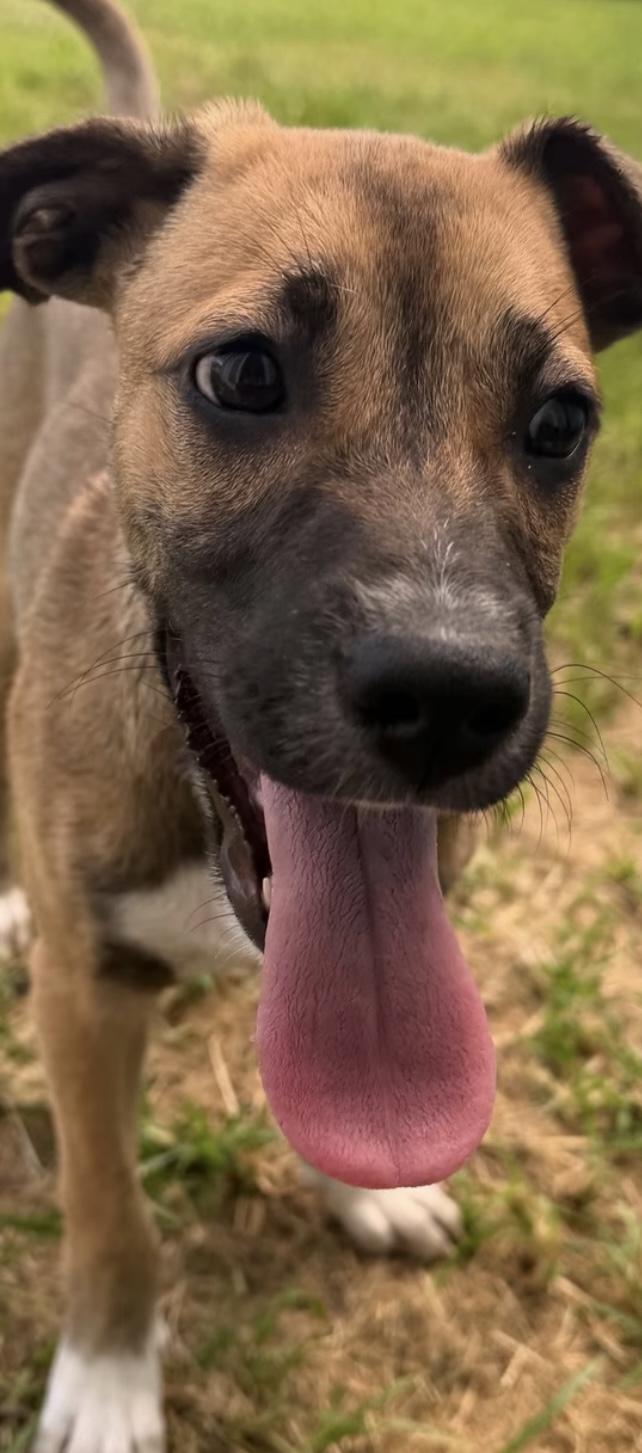 Lolo, a ADOPTABLE Mixed Breed in San Juan, PR image 2/2