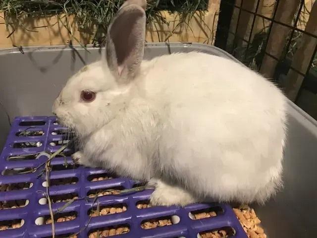 Enlarge Rosalie, a Adoptable mixed breed in Naples, FL image 2/3