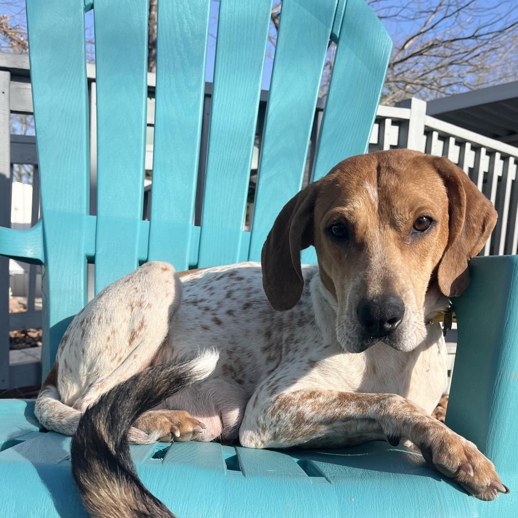 Enlarge Sophia, a Adoptable mixed breed in Rossville, GA image 1/6