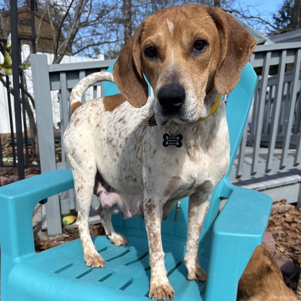 Enlarge Sophia, a Adoptable mixed breed in Rossville, GA image 2/6