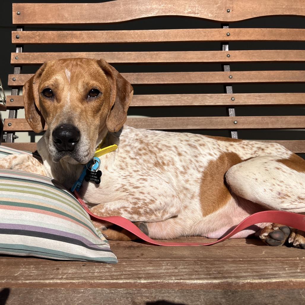 Enlarge Sophia, a Adoptable mixed breed in Rossville, GA image 5/6