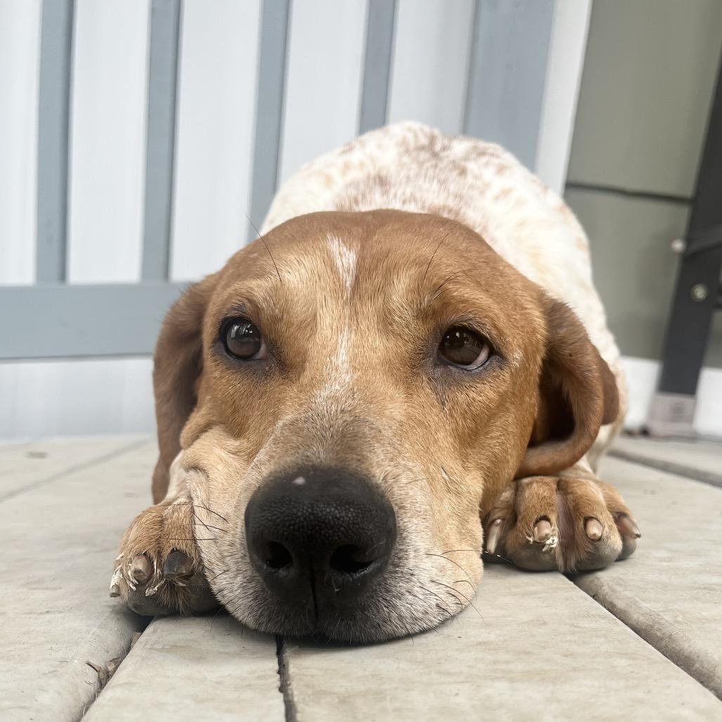 Enlarge Sophia, a Adoptable mixed breed in Rossville, GA image 6/6