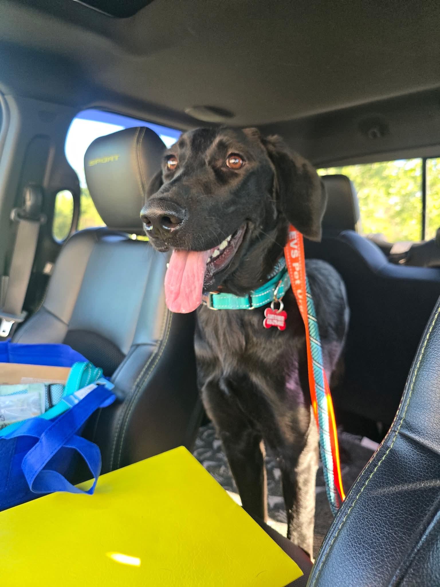 Enlarge Francine, a Adoptable Black Labrador Retriever in Springville, NY image 1/3
