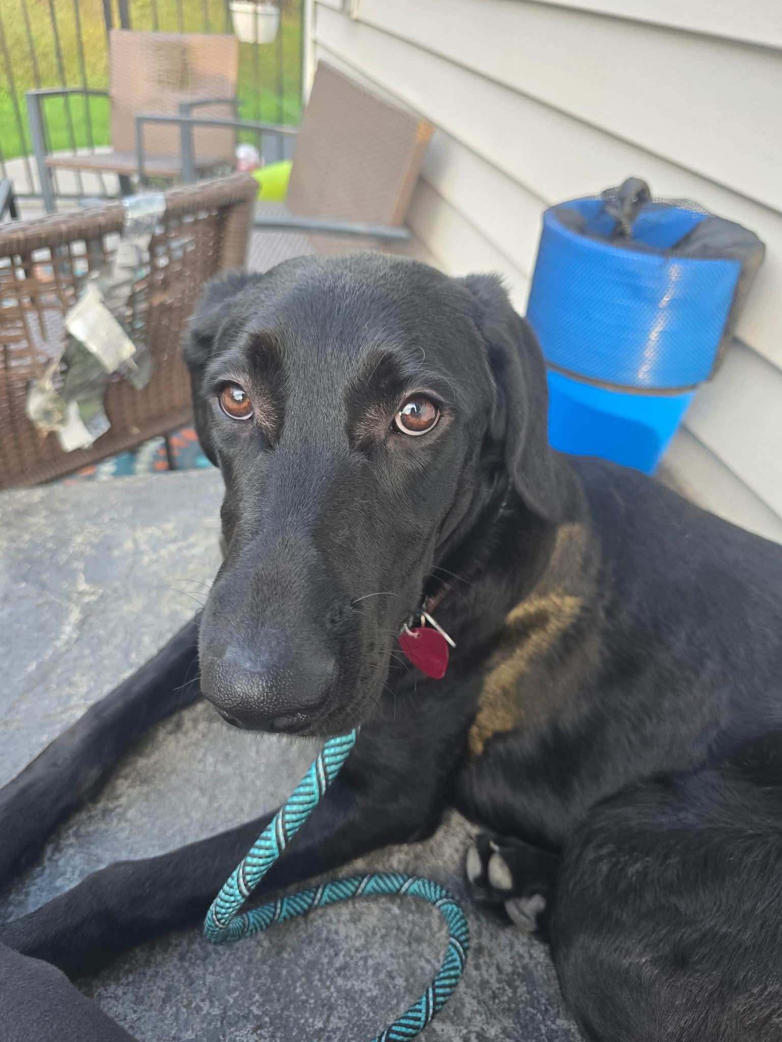 Enlarge Francine, a Adoptable Black Labrador Retriever in Springville, NY image 2/3
