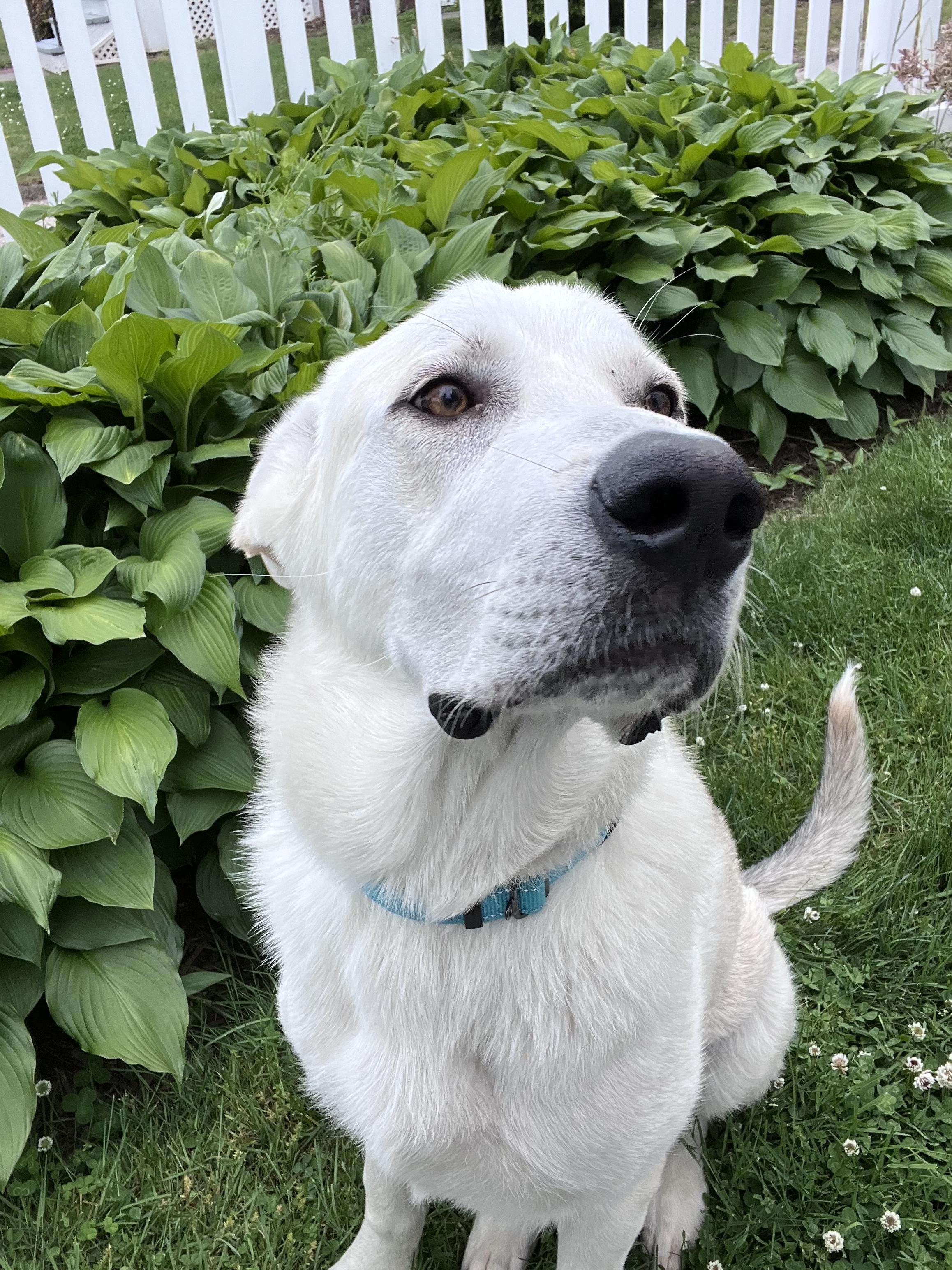 Enlarge Simon, a ADOPTABLE mixed breed in Oceanport, NJ image 2/4
