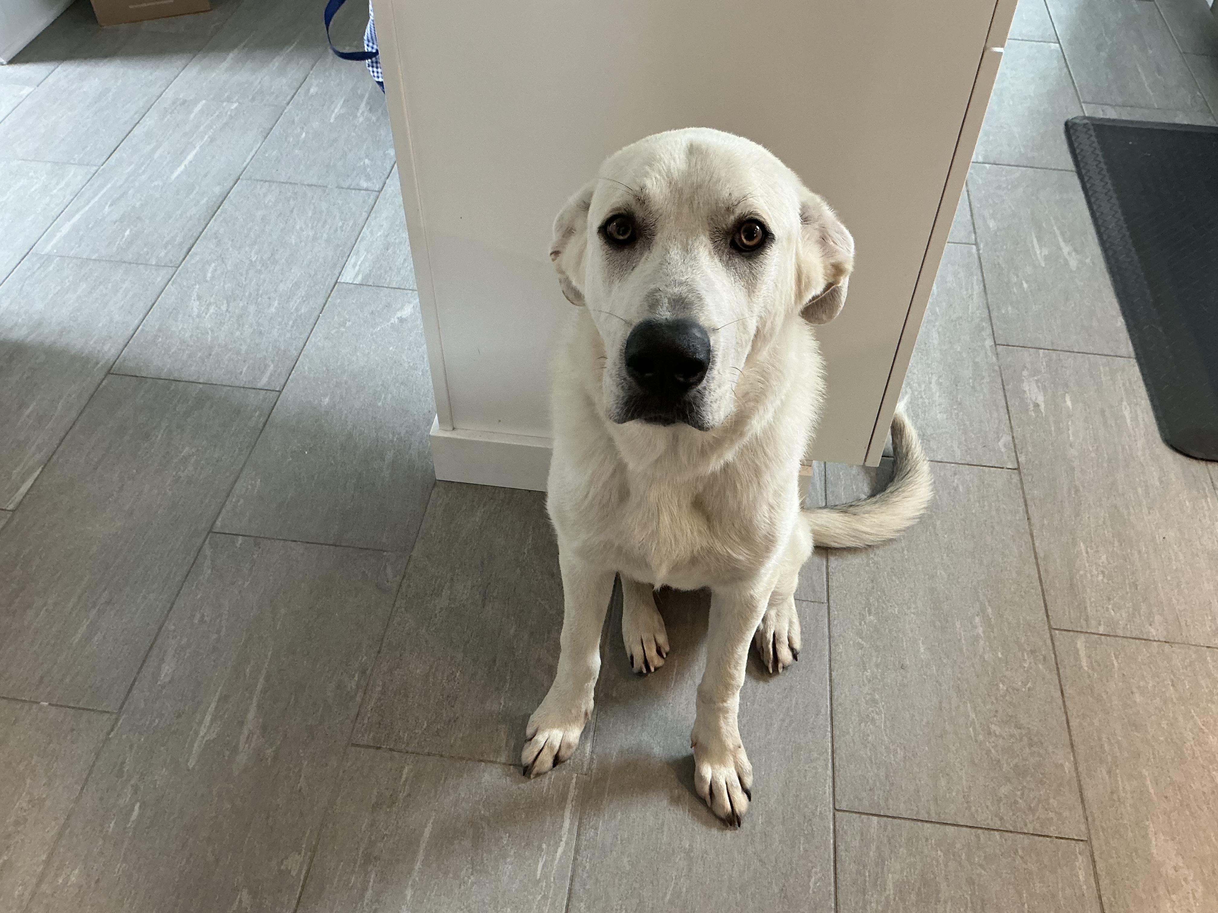 Simon, ADOPTABLE, Adult Male Great Pyrenees & Labrador Retriever.