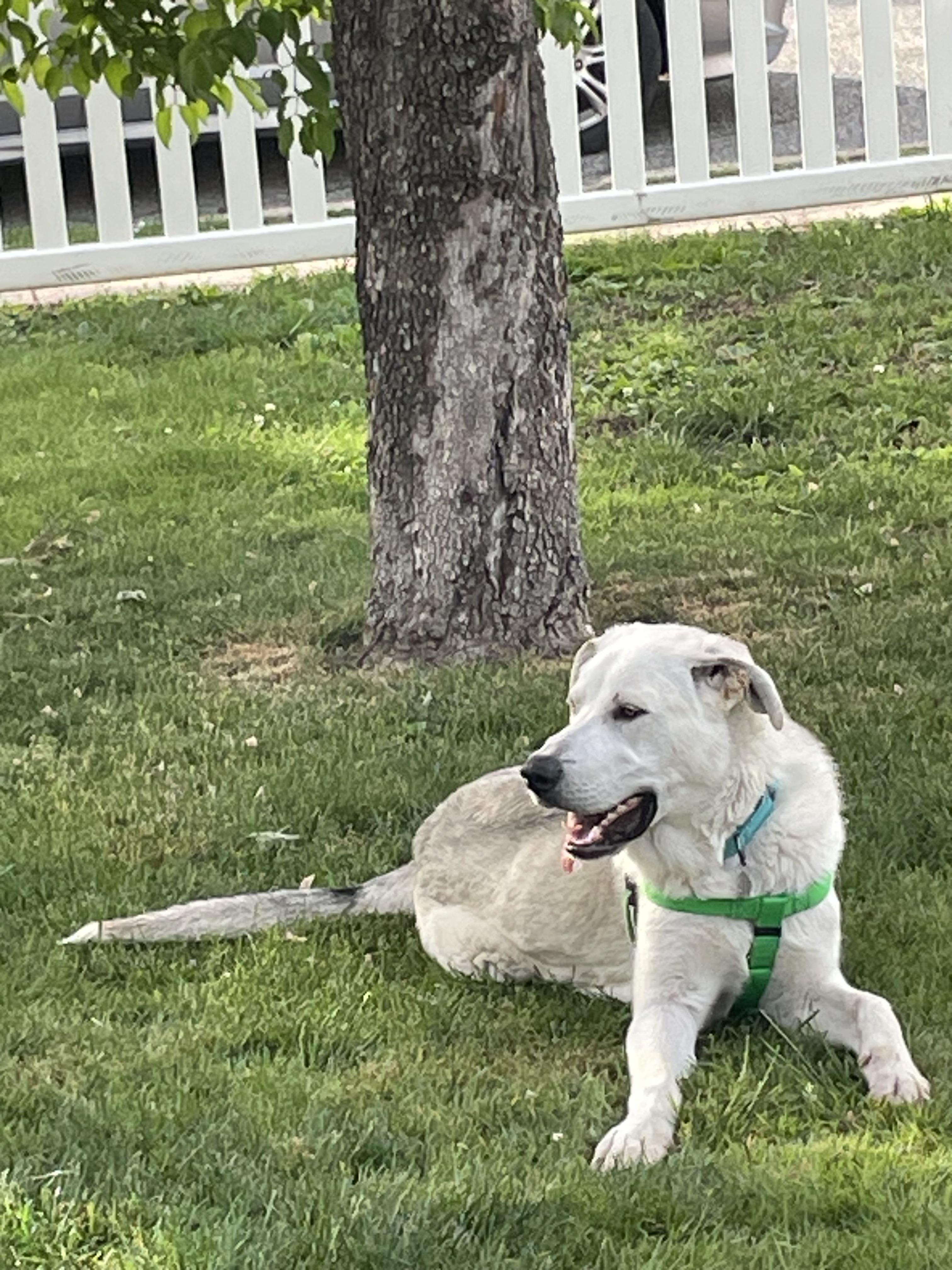Enlarge Simon, a ADOPTABLE mixed breed in Oceanport, NJ image 3/4