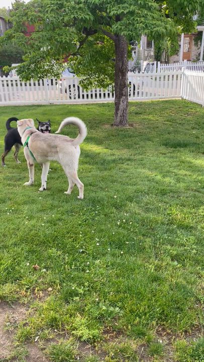 Enlarge Simon, a ADOPTABLE mixed breed in Oceanport, NJ video 4/4