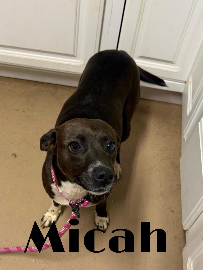 Micah, a Adoptable mixed breed in Rutherfordton, NC image 1/2