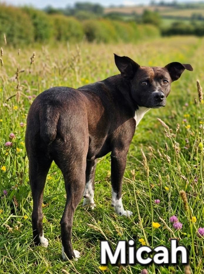 Micah, a Adoptable mixed breed in Rutherfordton, NC image 2/2