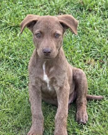 Tucker Lonestar, Adoptable, Puppy Male Terrier.