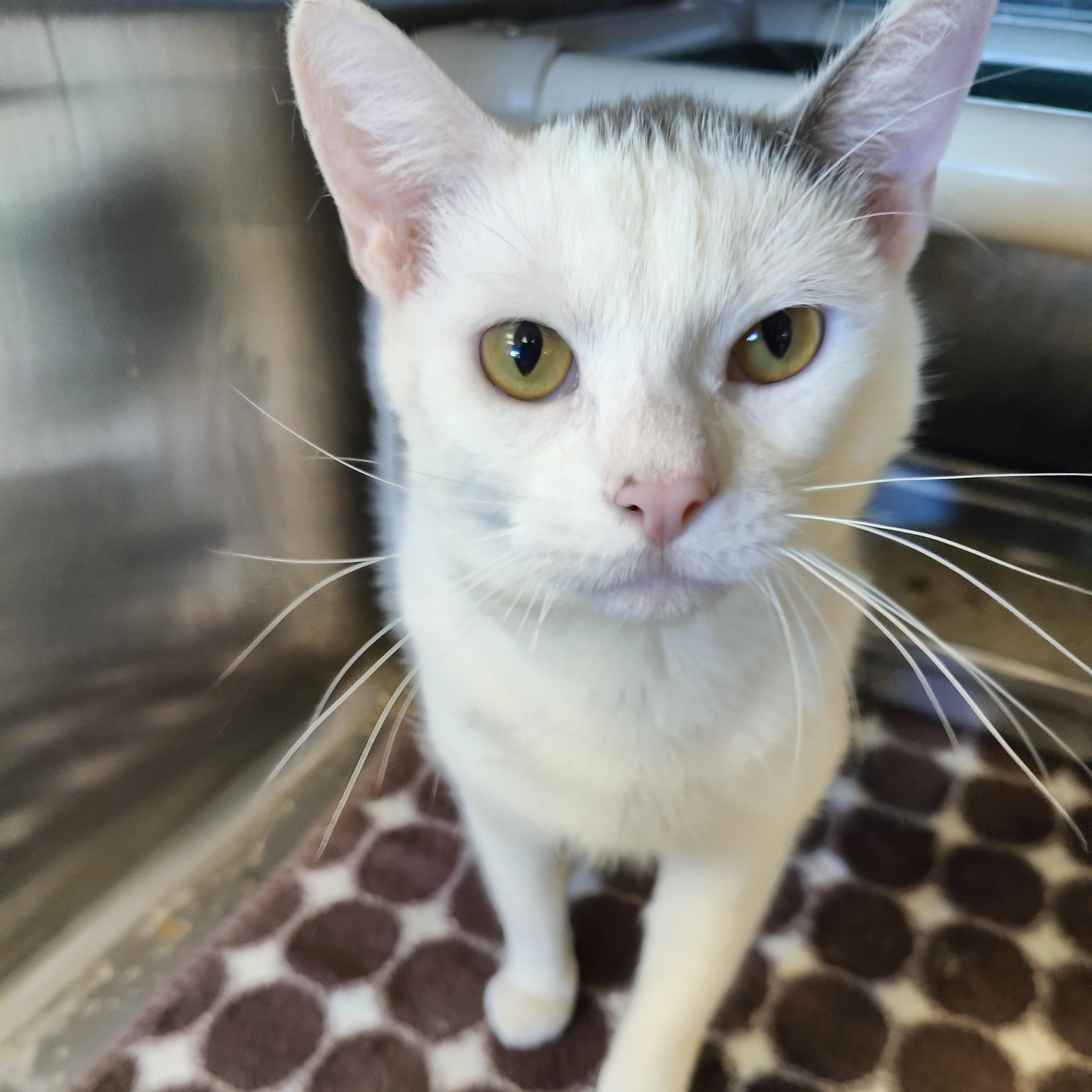 Enlarge Richard, a Adoptable Domestic Short Hair in Jersey city, NJ image 1/2