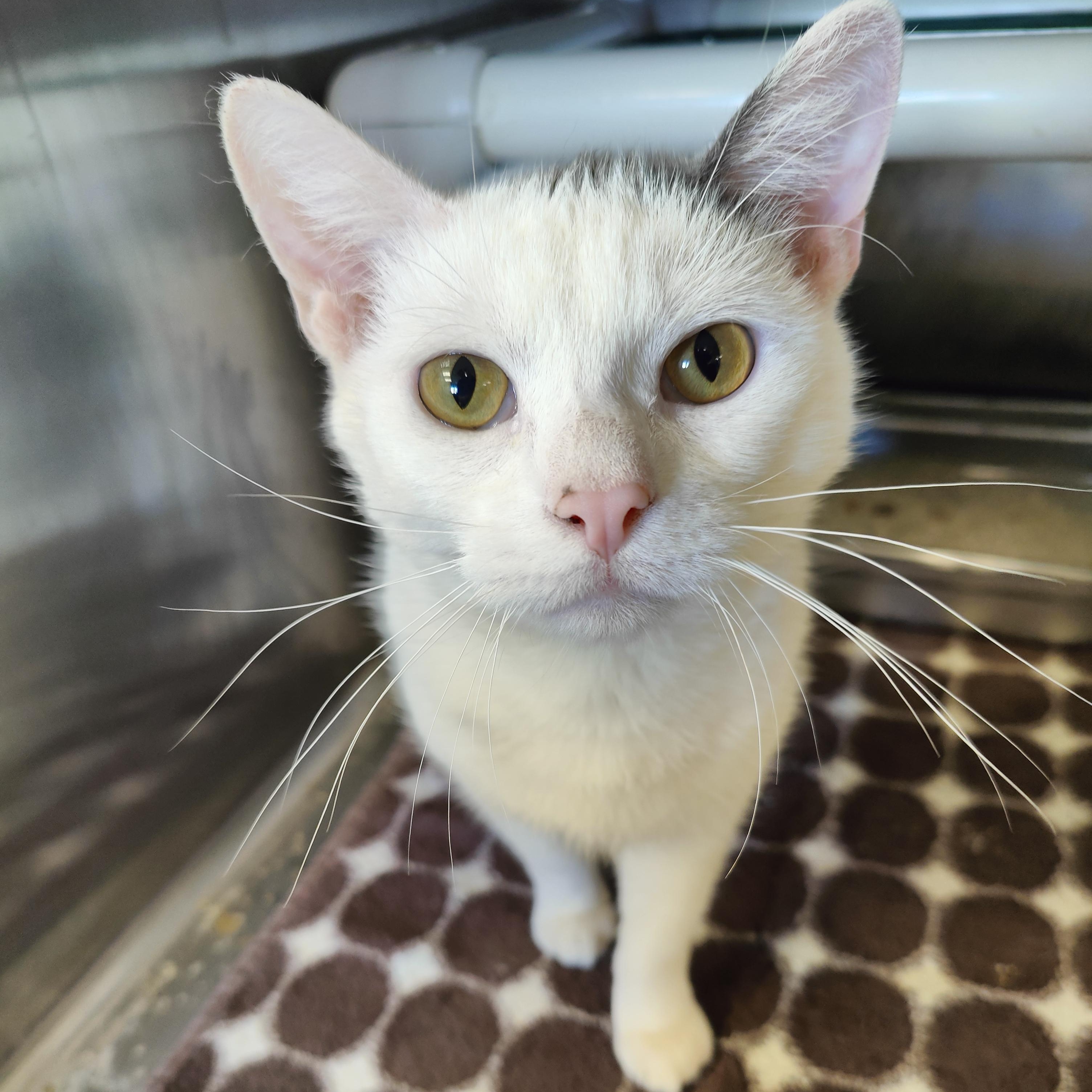 Enlarge Richard, a Adoptable Domestic Short Hair in Jersey city, NJ image 2/2