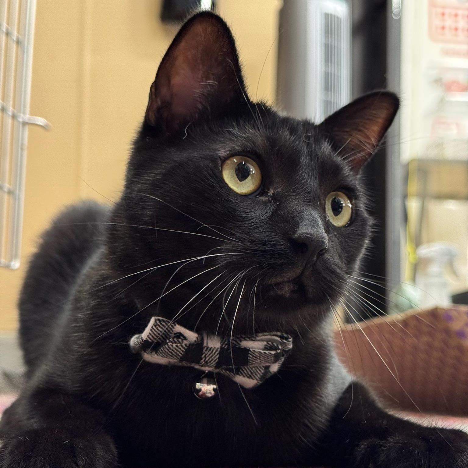 Enlarge Gatsby, a Adoptable Domestic Short Hair in Clearwater, FL image 1/4