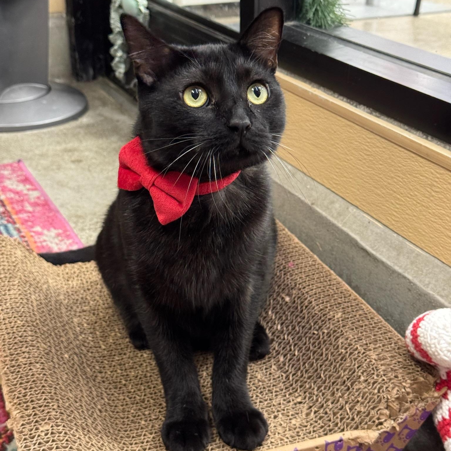 Enlarge Gatsby, a Adoptable Domestic Short Hair in Clearwater, FL image 2/4