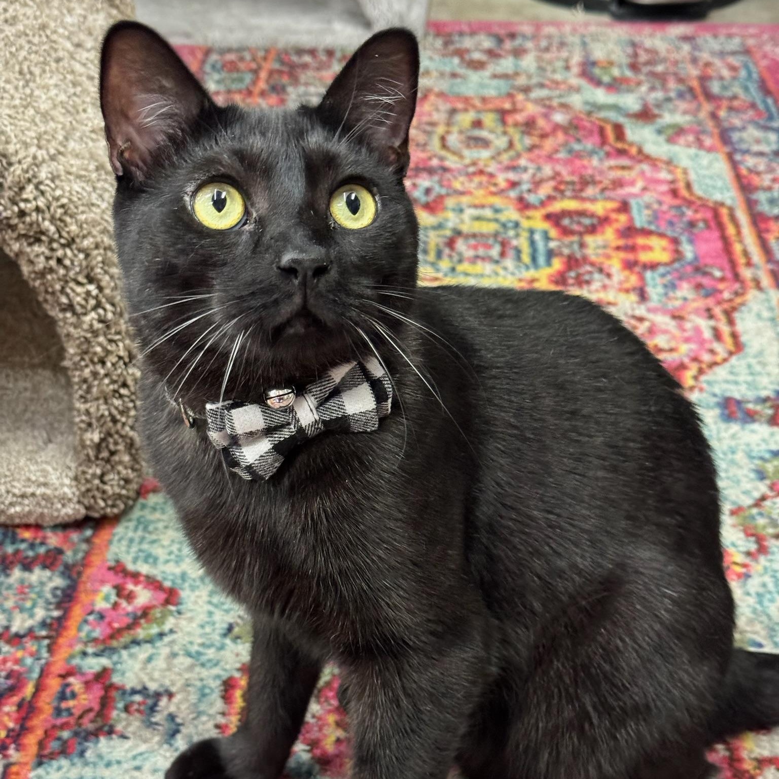 Enlarge Gatsby, a Adoptable Domestic Short Hair in Clearwater, FL image 3/4