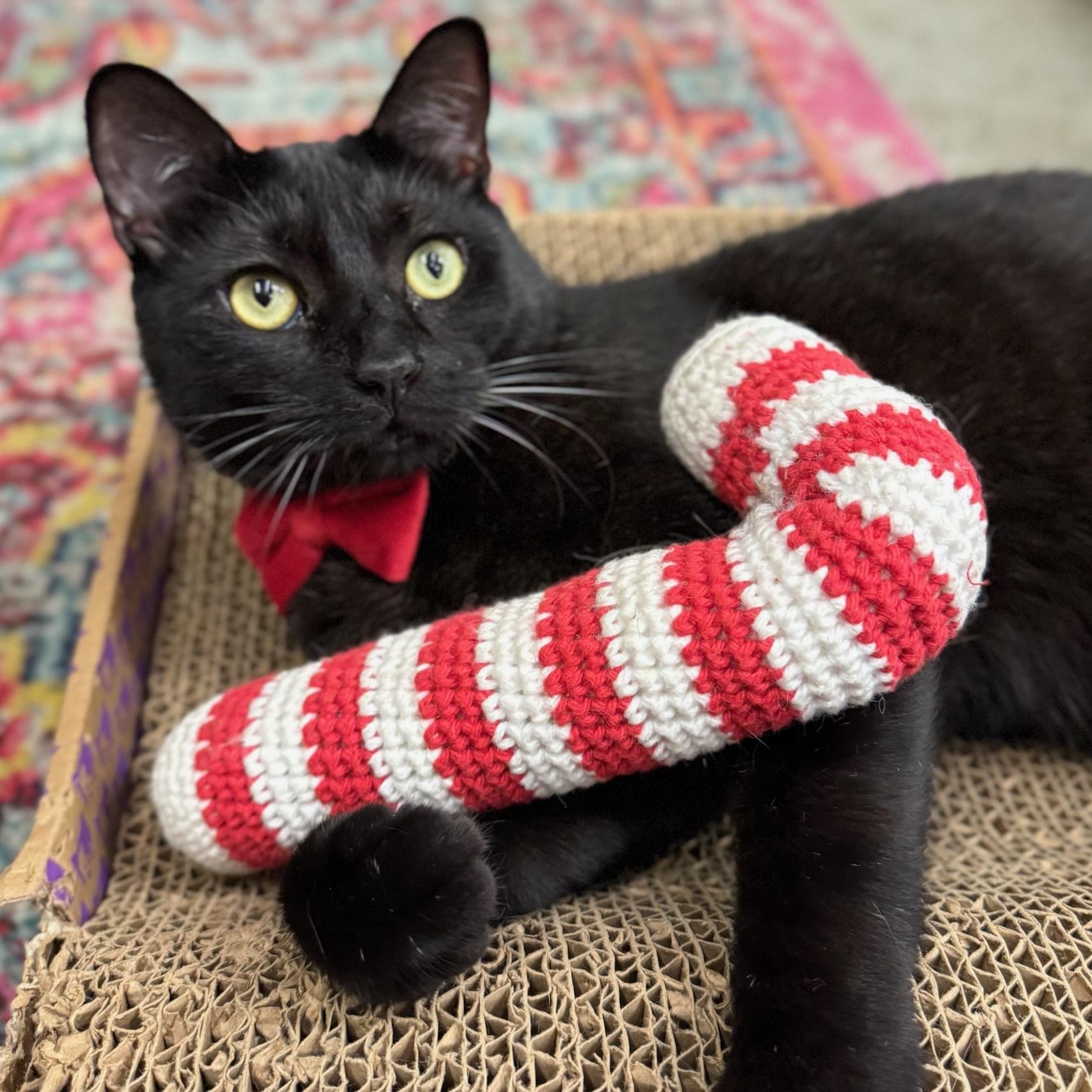 Enlarge Gatsby, a Adoptable Domestic Short Hair in Clearwater, FL image 4/4