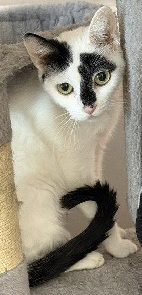 Monique, a Adoptable Domestic Short Hair in Shawnee, KS image 1/3