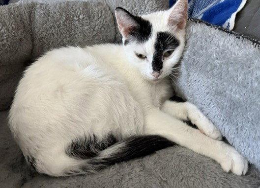 Monique, a Adoptable Domestic Short Hair in Shawnee, KS image 2/3