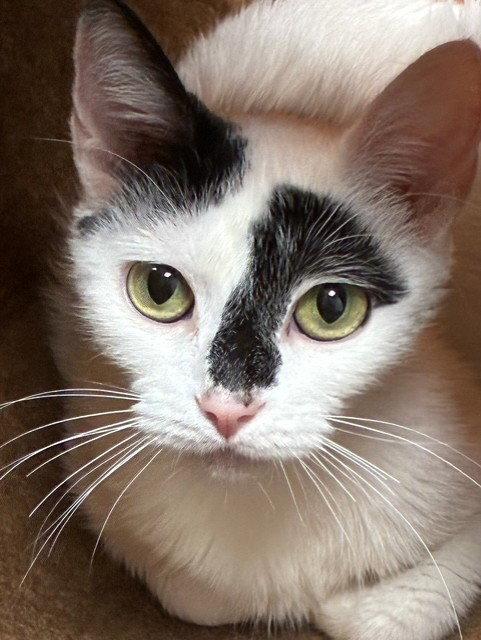 Monique, a Adoptable Domestic Short Hair in Shawnee, KS image 3/3