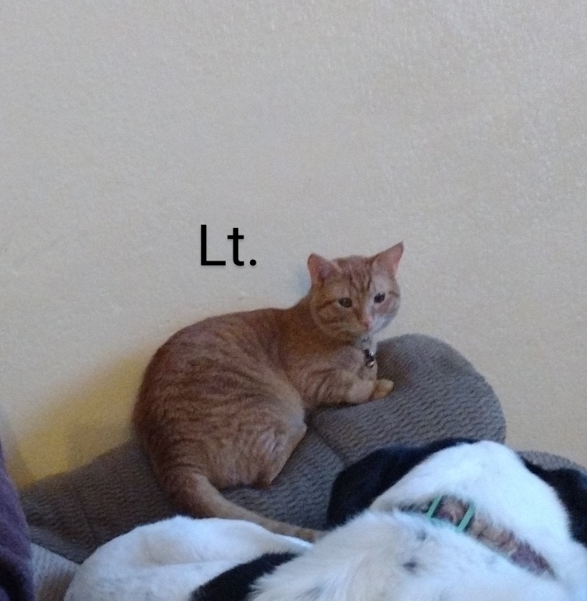 Lt. Boney Sides, a Adoptable Domestic Short Hair in Mililani, HI image 4/6