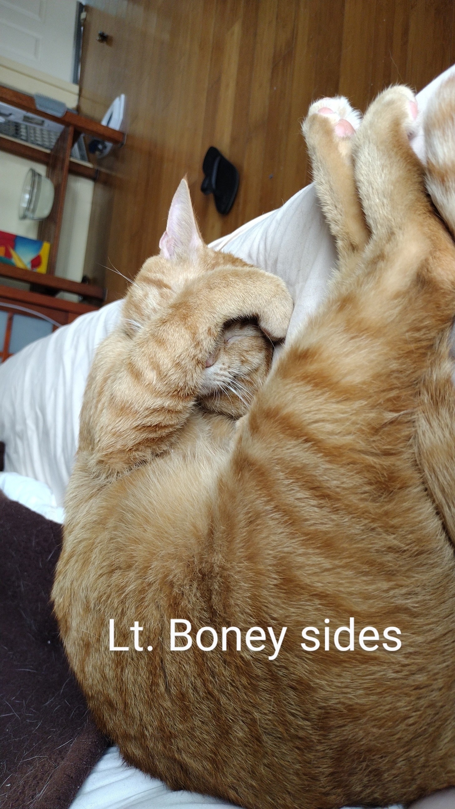 Lt. Boney Sides, Adoptable, Adult Male Domestic Short Hair.