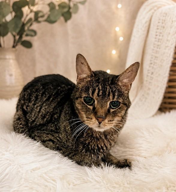 PERSI, Adoptable, Senior Male Domestic Short Hair.
