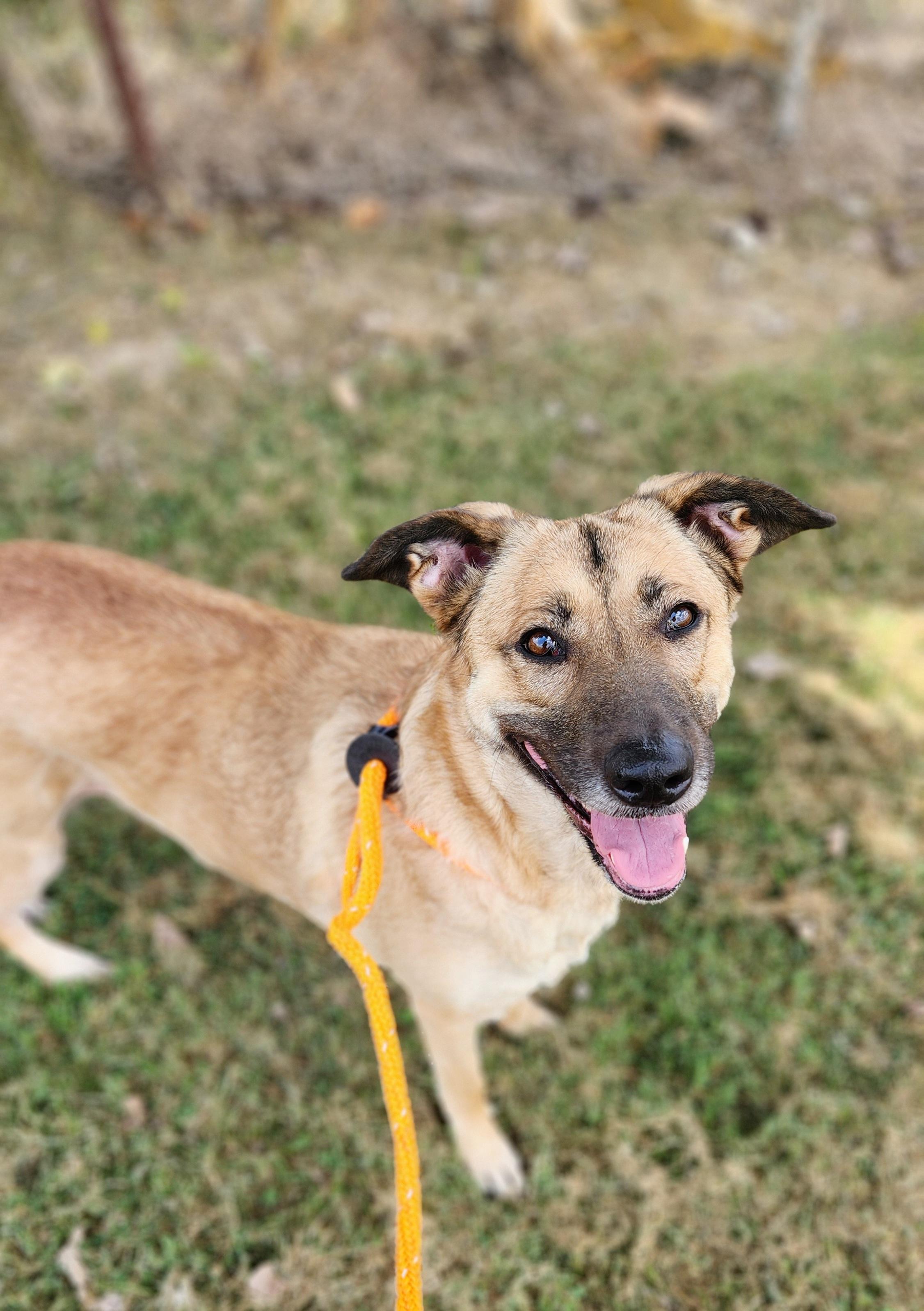 Enlarge Bonnie, a Adoptable Mixed Breed in Greenville, KY image 1/1