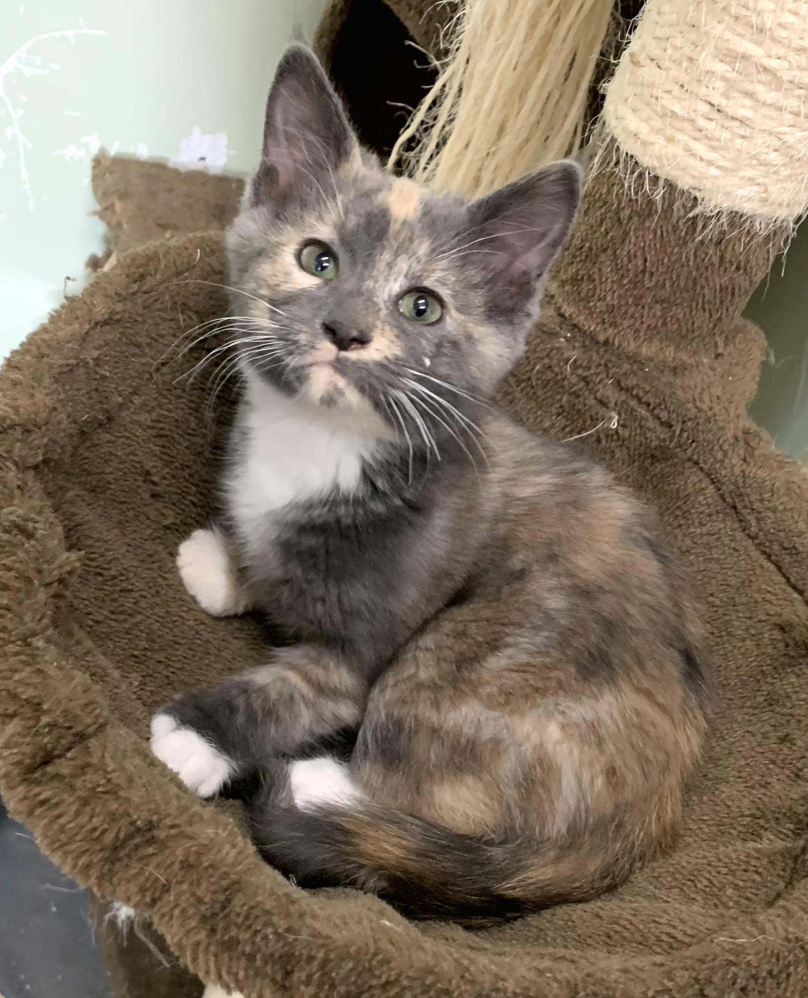 Peaches, adopted, Young Female Domestic Short Hair.