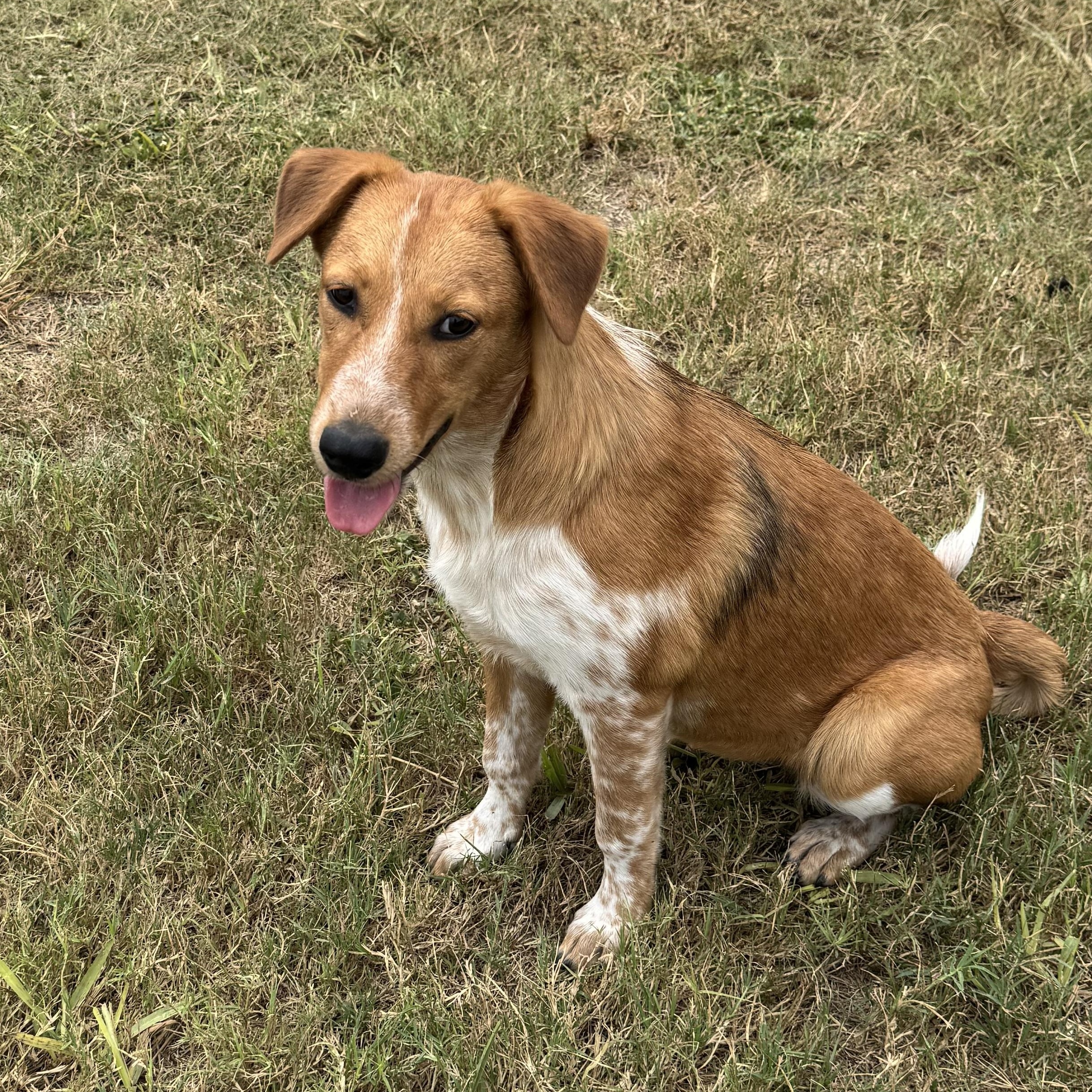Enlarge BRANDI, a Adoptable mixed breed in Portland, OR image 5/5