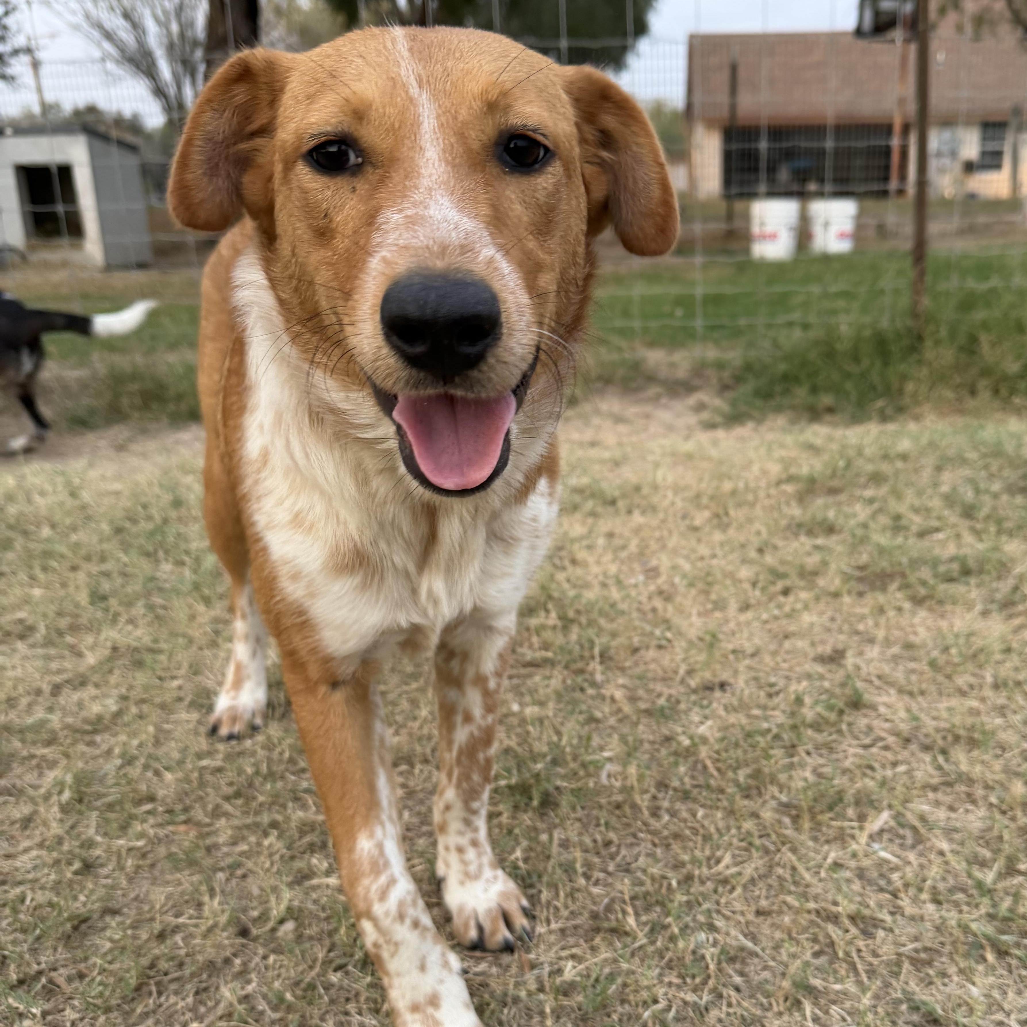 Enlarge BRANDI, a Adoptable mixed breed in Portland, OR image 2/5