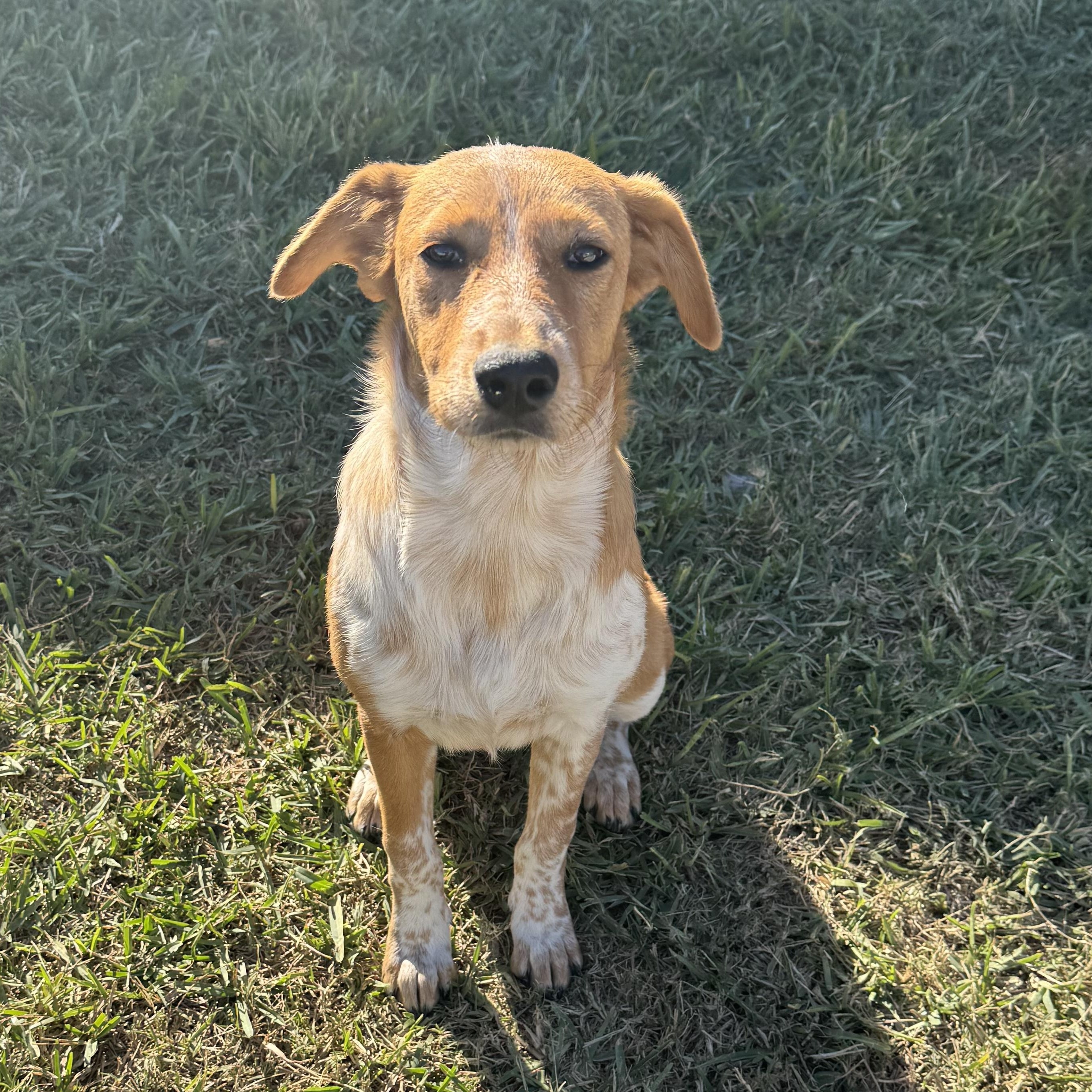 BRANDI, Adoptable, Young Female Australian Cattle Dog / Blue Heeler.
