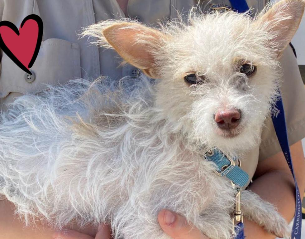 Willow, ADOPTABLE, Young Female Terrier.